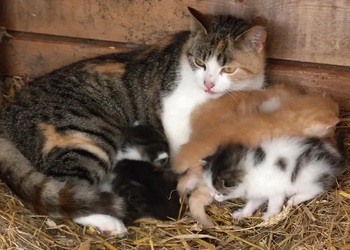 丹巴赫生态休养农家乐