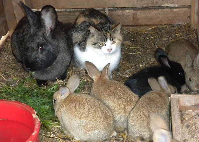 丹巴赫生态休养农家乐 *