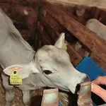 Bio-urlaubshof Dansbach Spital Am Pyhrn