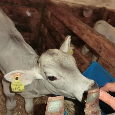 Bio-urlaubshof Dansbach Spital am Pyhrn