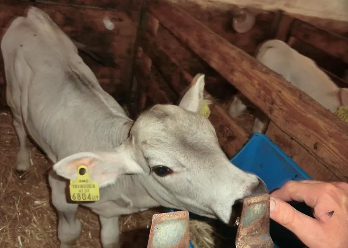 Bio-urlaubshof Dansbach 스피탈 암 피른